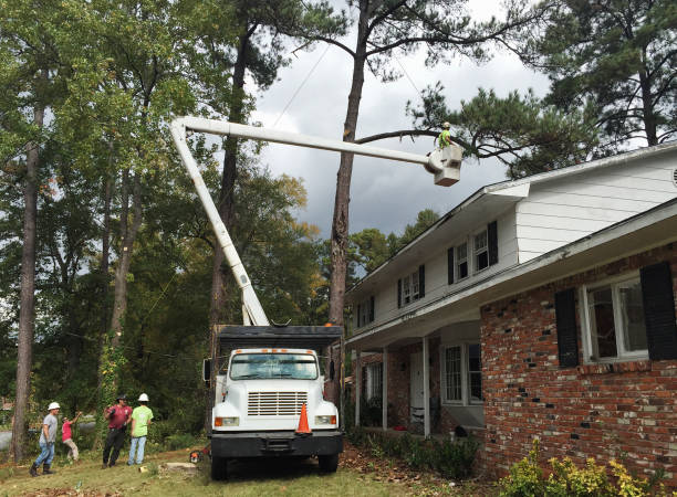 How Our Tree Care Process Works  in  Moosup, CT